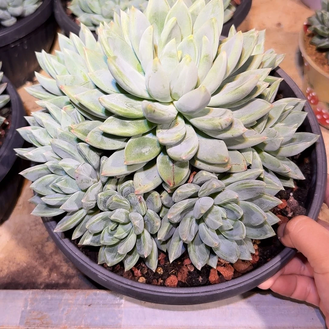 红蛋美人手捧花多肉