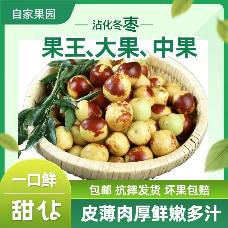 【沾化冬枣】自家果园现摘中果大果果王应季皮薄肉厚脆甜当季水果