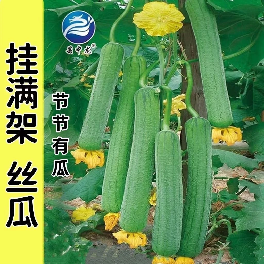 ./-，盆栽特大肉丝瓜种春夏秋季特长丝瓜籽农家庭院爬藤种蔬菜籽菜