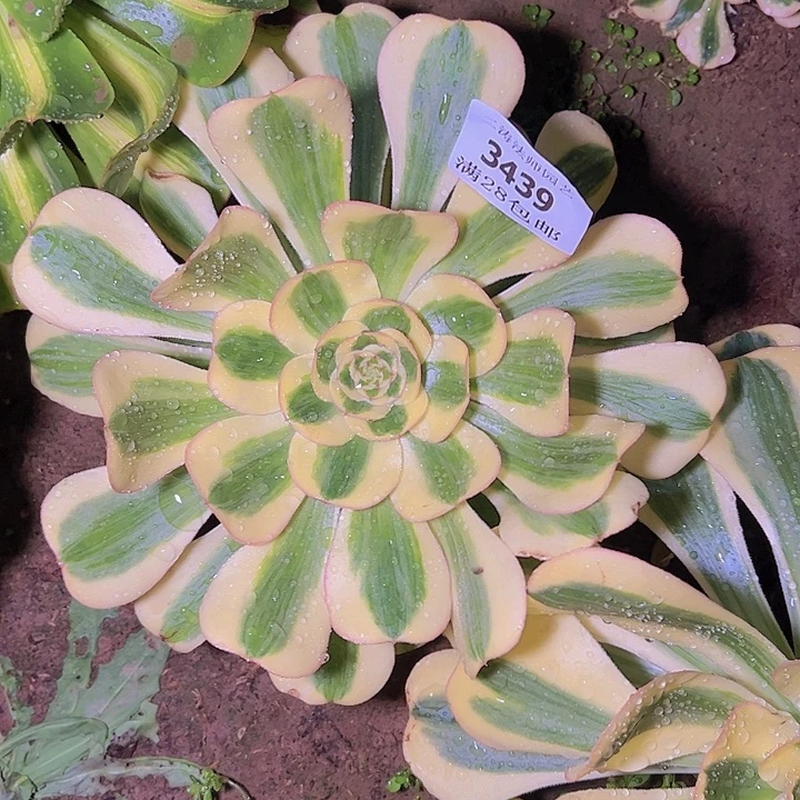 3439王妃君美丽多肉植物