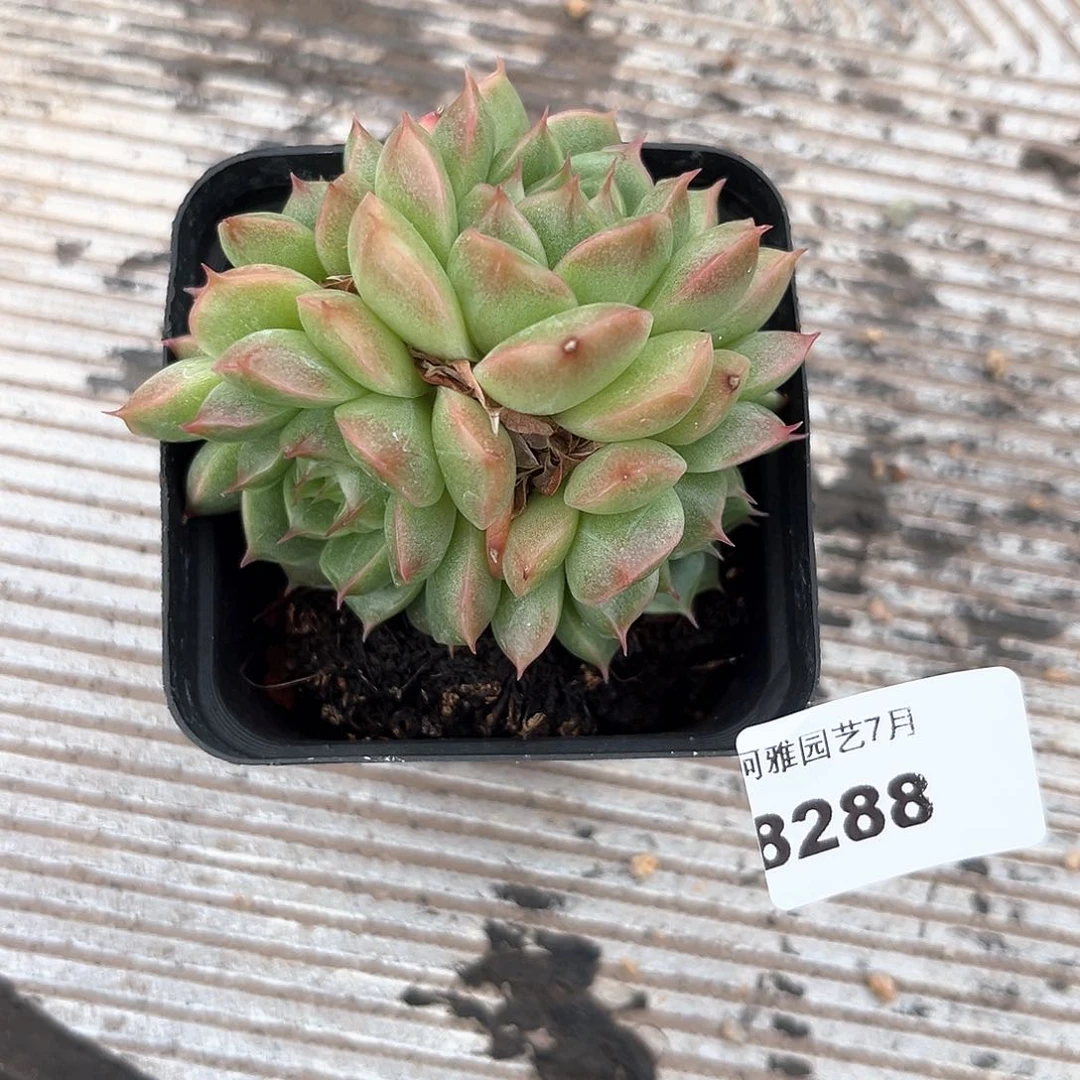 阿雅园艺。    8288