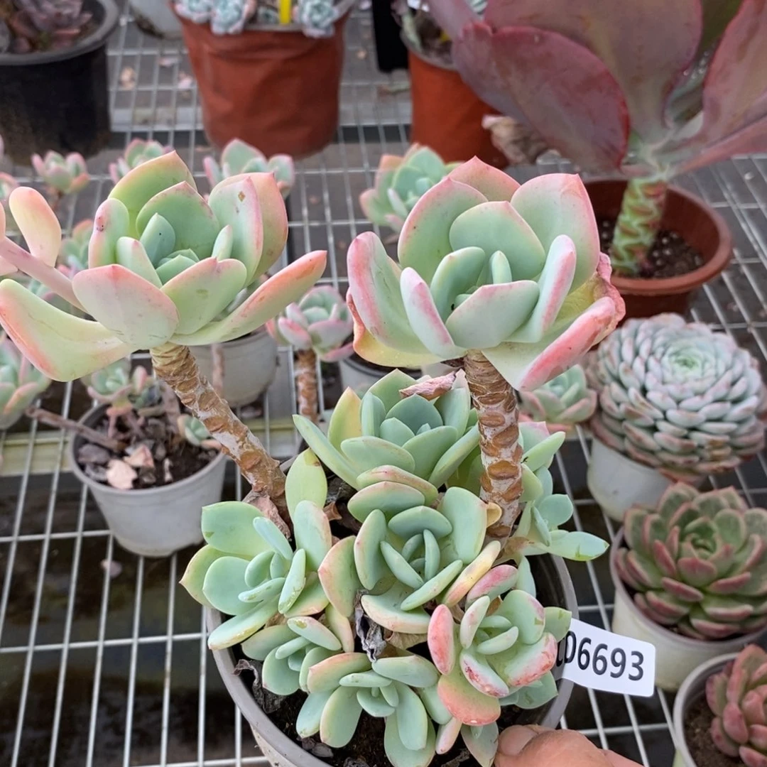 6693白月光一物一拍
