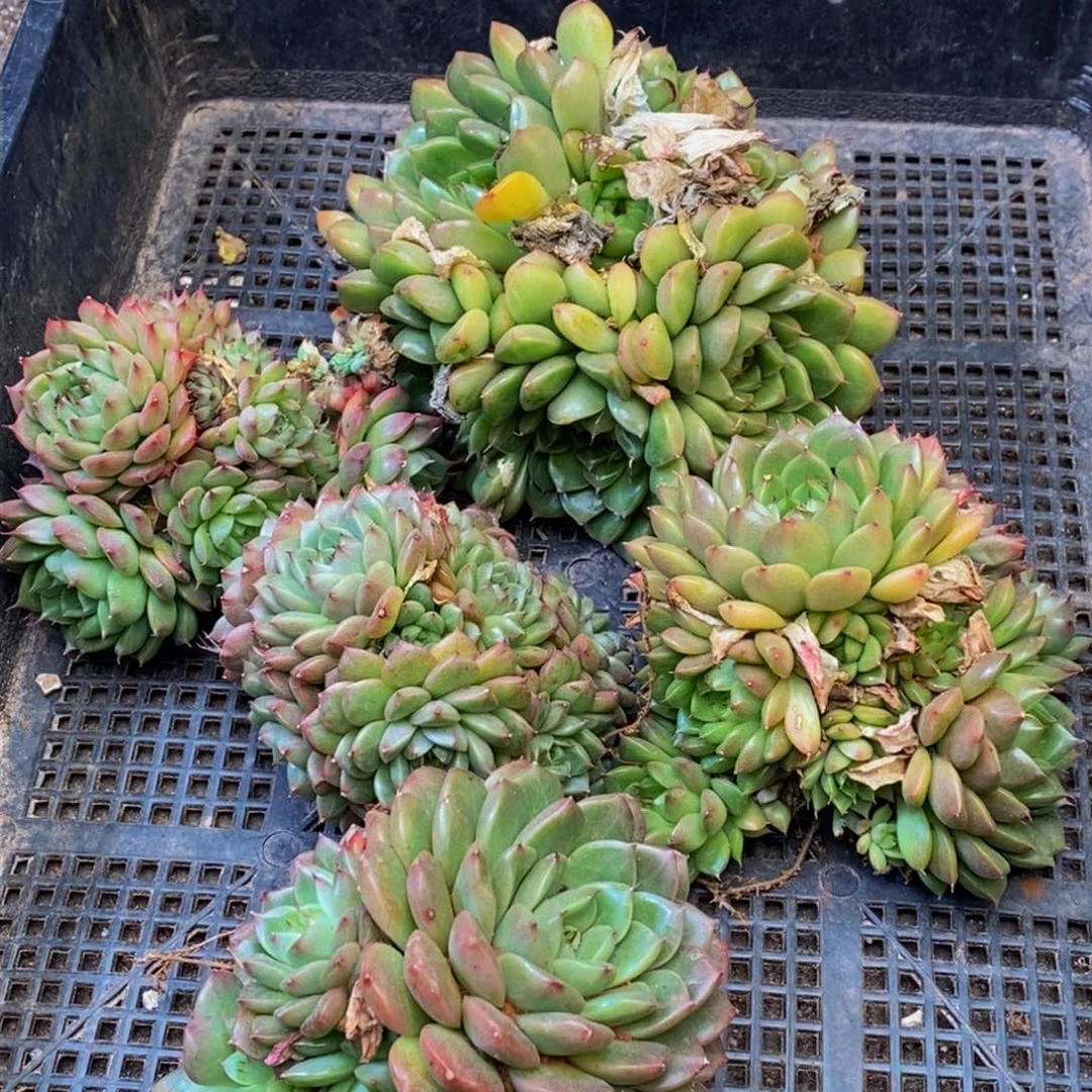 197多人在一起的时候