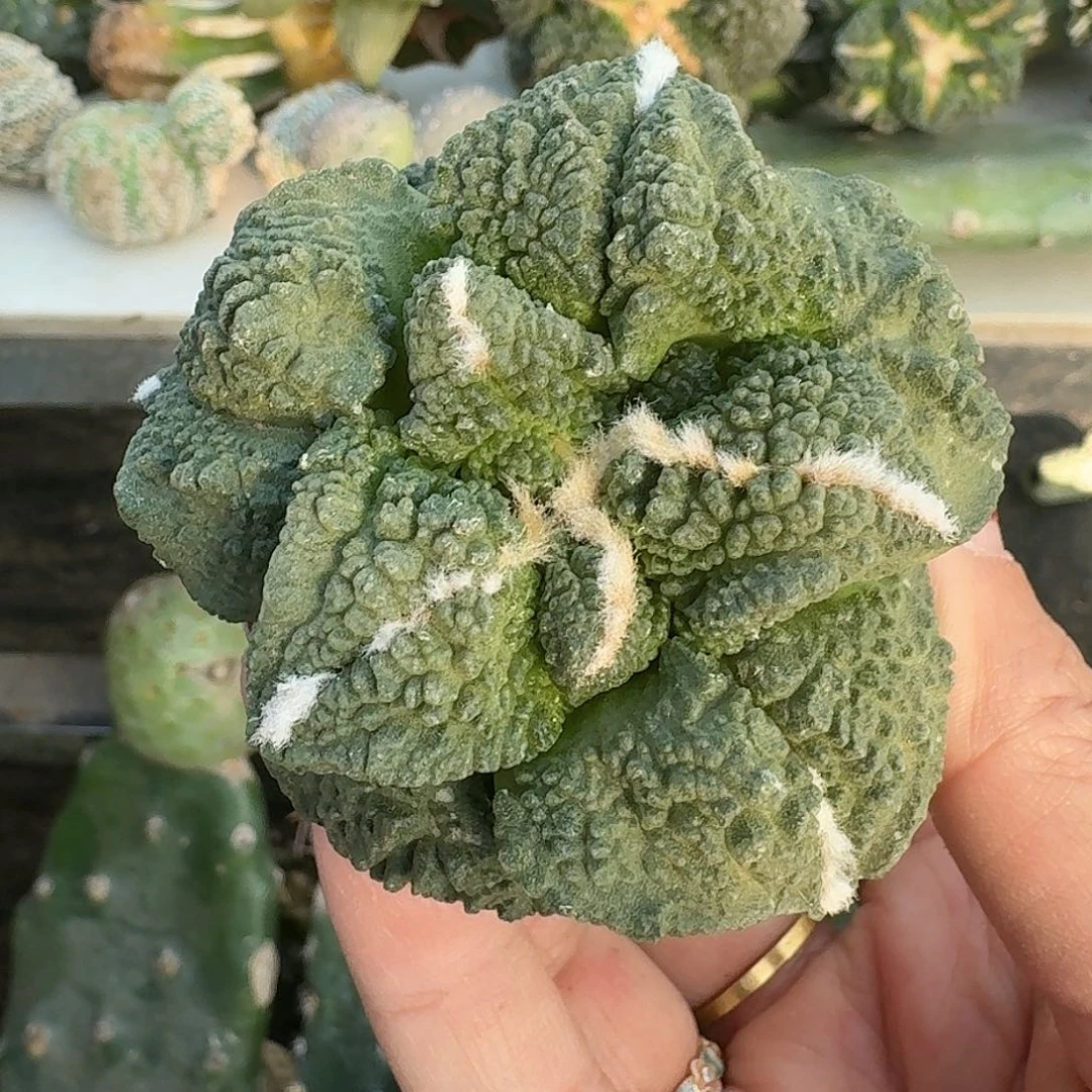 全部花朵大尤哥龟063