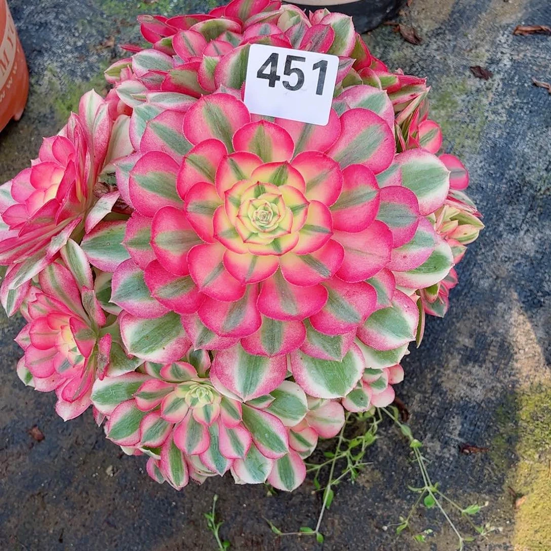 无花朵多肉植物451