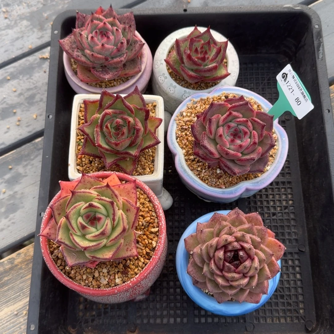 从前慢多肉精选编号1221.80