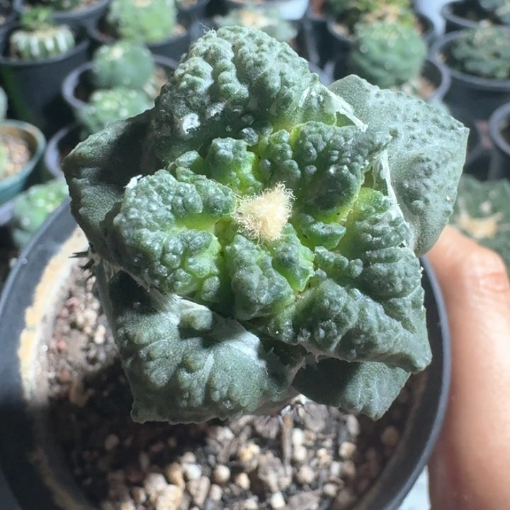 龟甲连山苗接特价