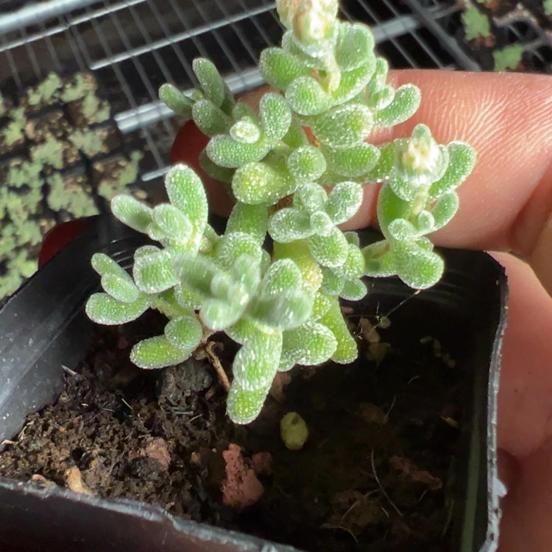 樱花冰晶55杯老桩福利