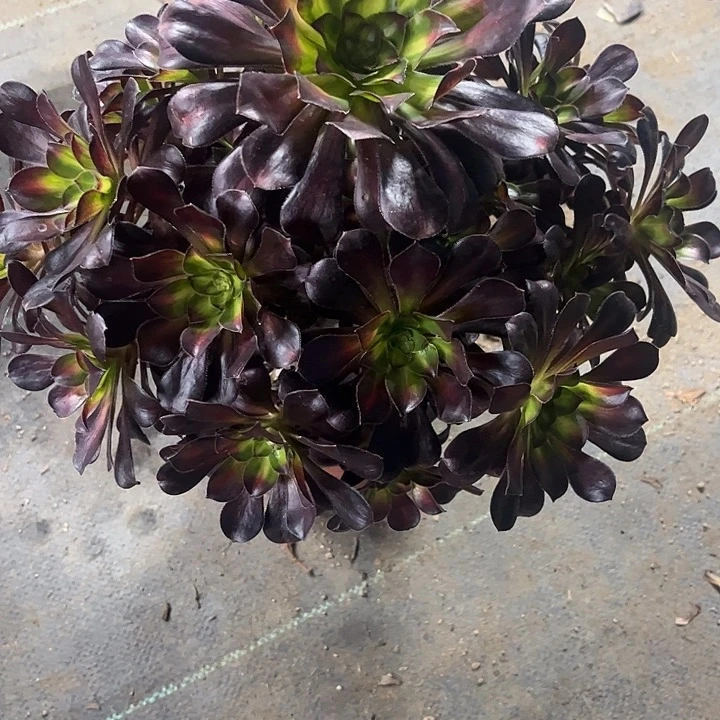 多肉植物晚霞锦……
