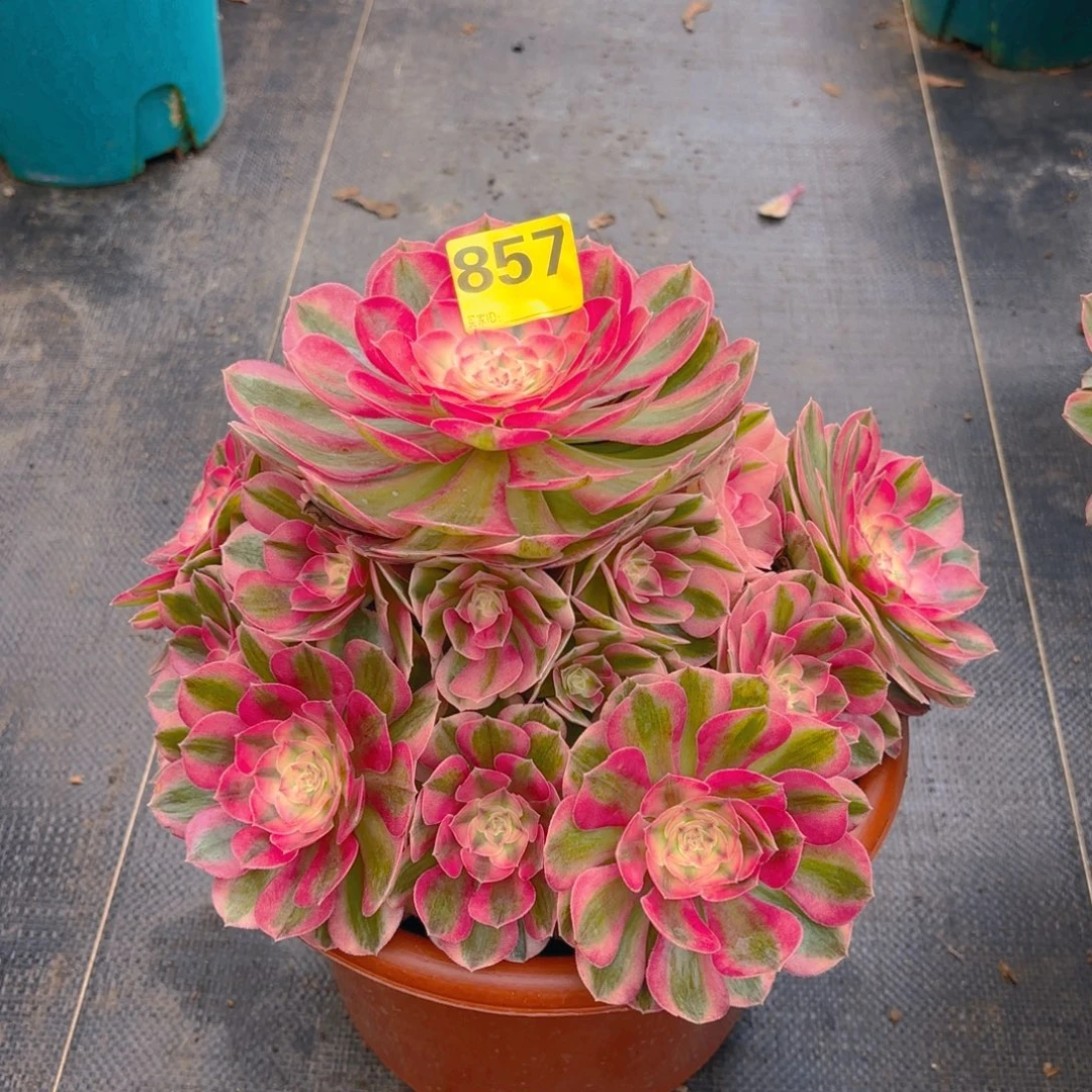 刘***芹无花朵857 1234567 倾城