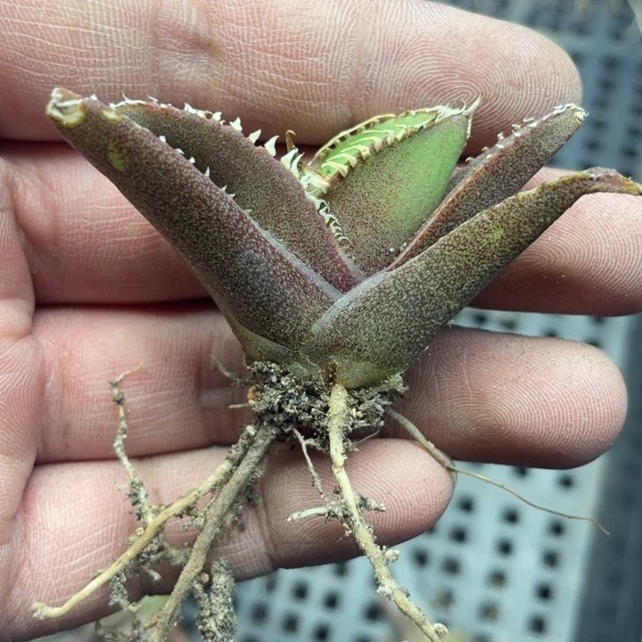 【闪购商品】懒****人绝对福利