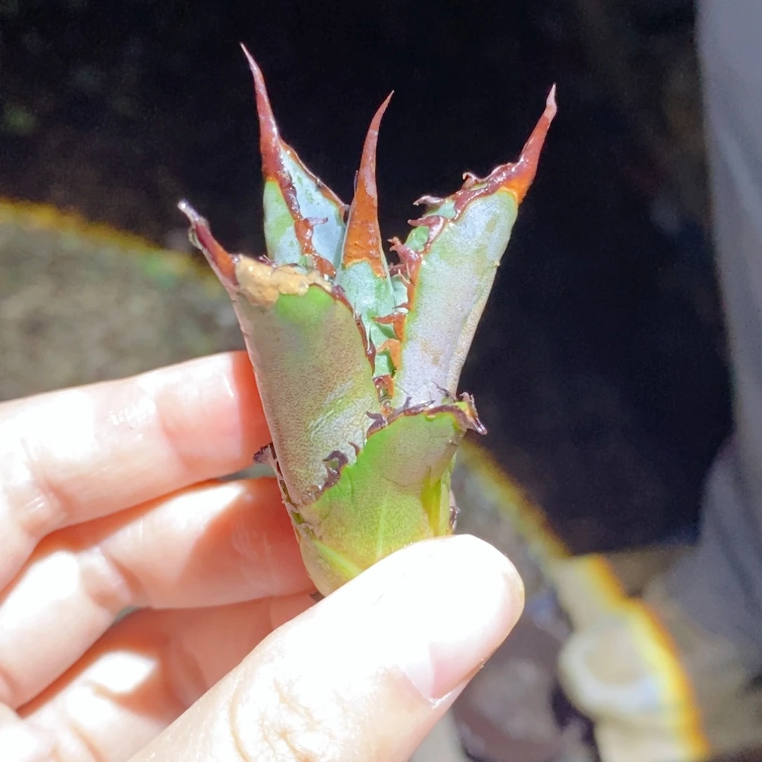 青胜蓝顶芽111111111