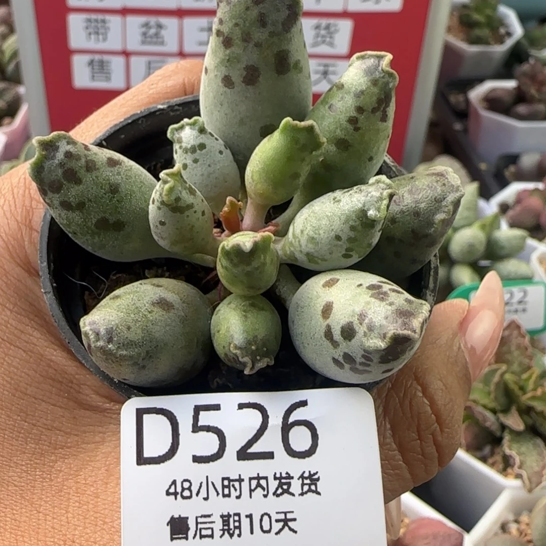 量拍。  福利多肉。    526。