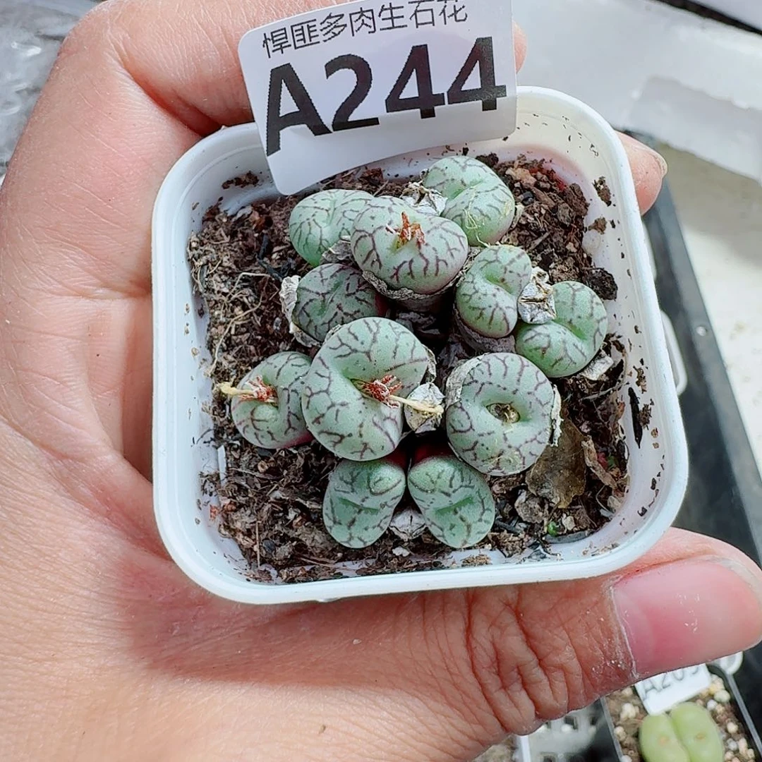 244多肉植物多肉植物
