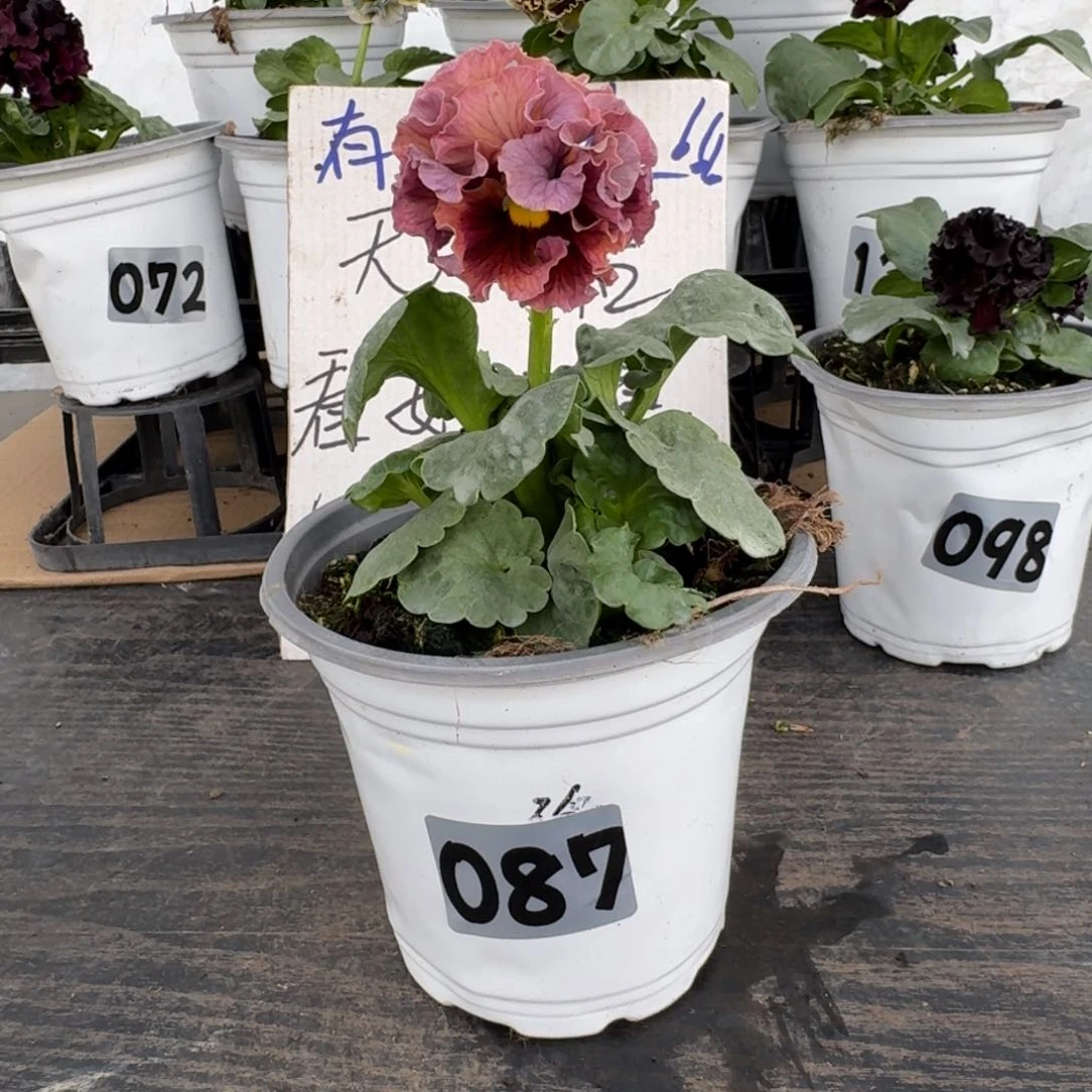 全部花朵087号洛可可