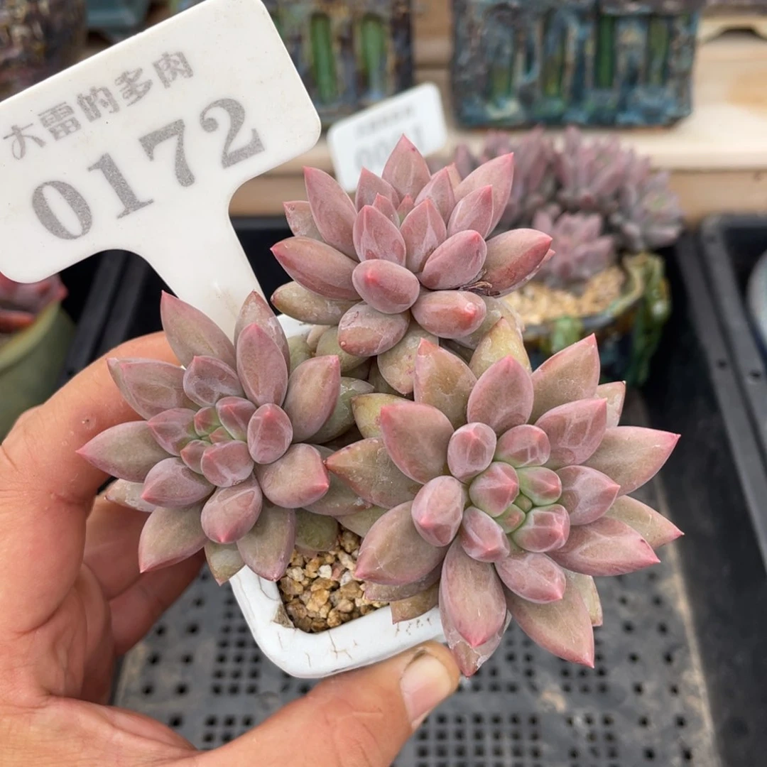 0172红蜻蜓不带盆9厘米