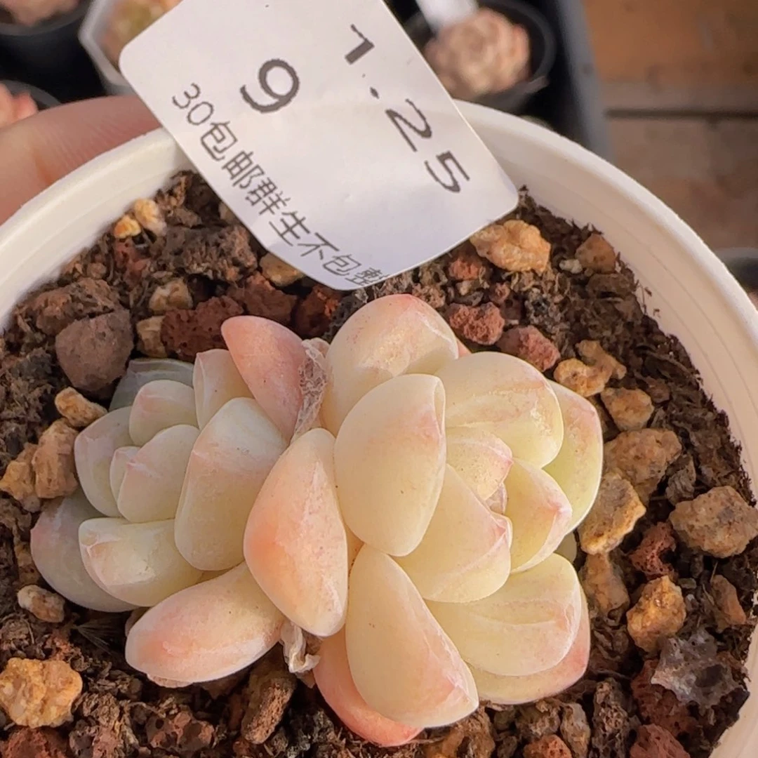 并无双头一颗脱土发货