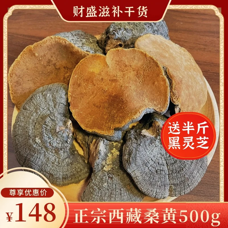【送半斤灵芝】正宗西藏桑黄500g煲汤煮水泡酒滋补营养干货送礼佳品