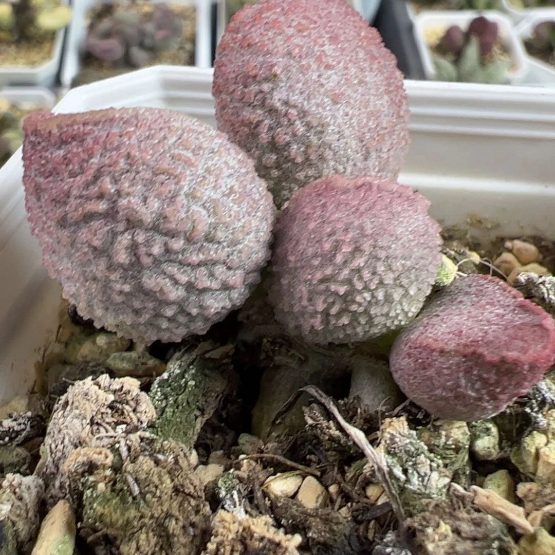实生新品多头纯木质桩多肉植物水泡