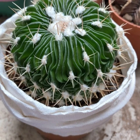 多了玉仙人球8米奇仙人球