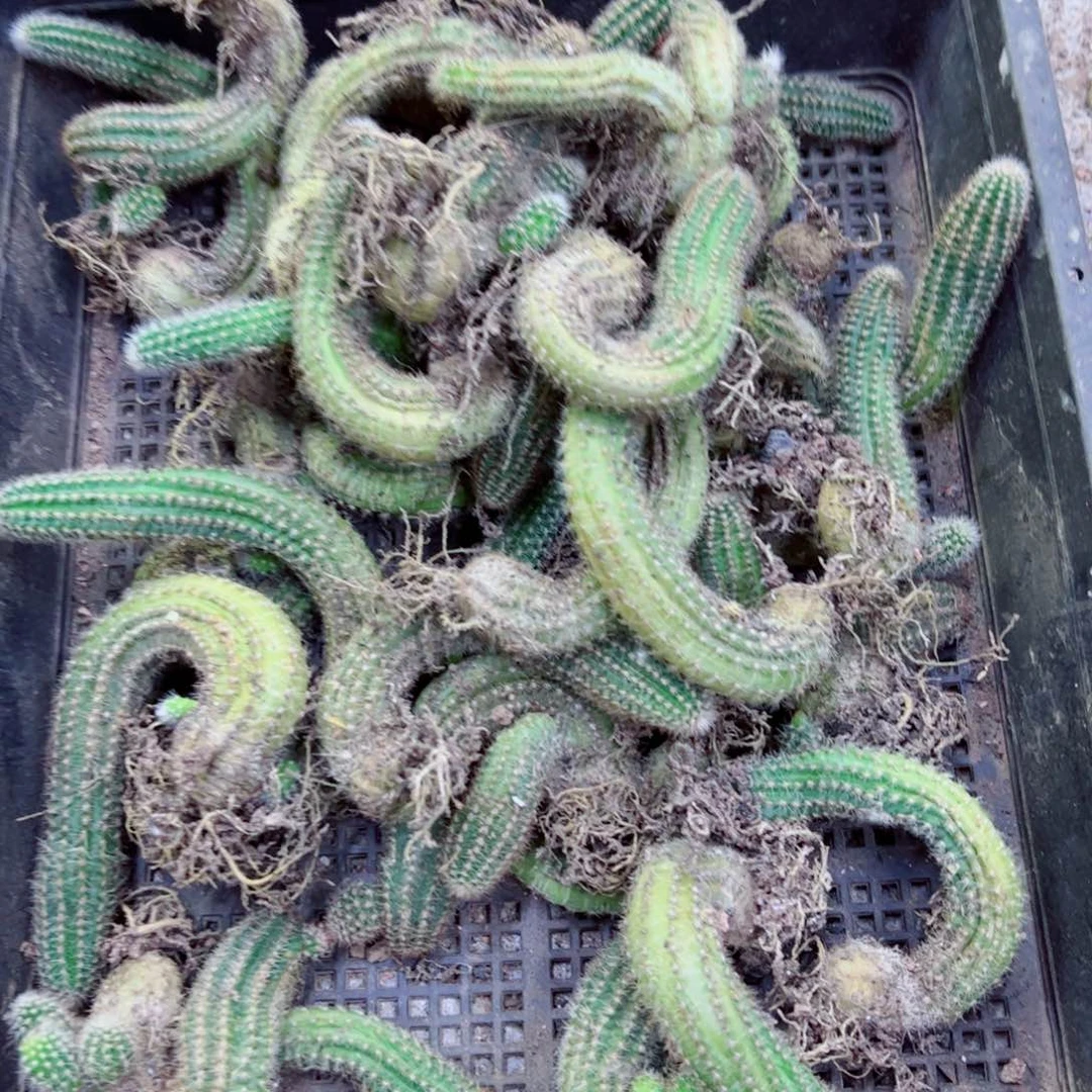 下48无名白檀根2个歪斑点脱土发货20包邮