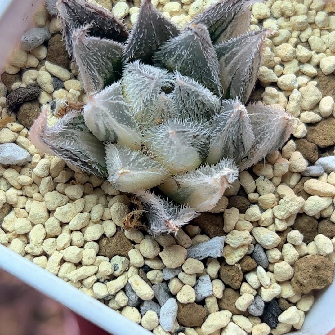 新叶糊斑绘卷锦十二卷