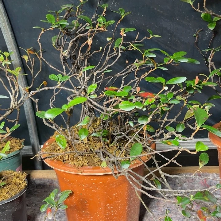 第***头当前无花朵，栽培后可花朵