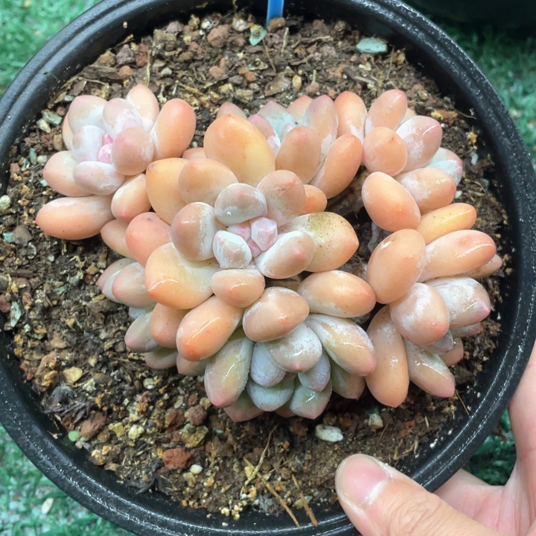 香水一物一拍28包邮非偏远