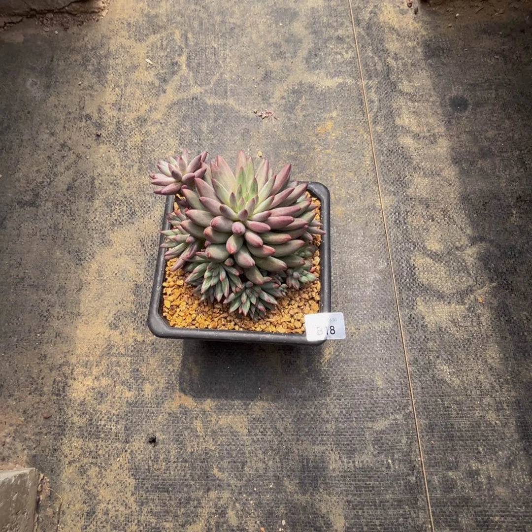 b18如烟美人群生无砍的