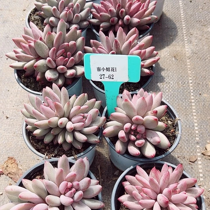 27.62流沙美人一个脱土