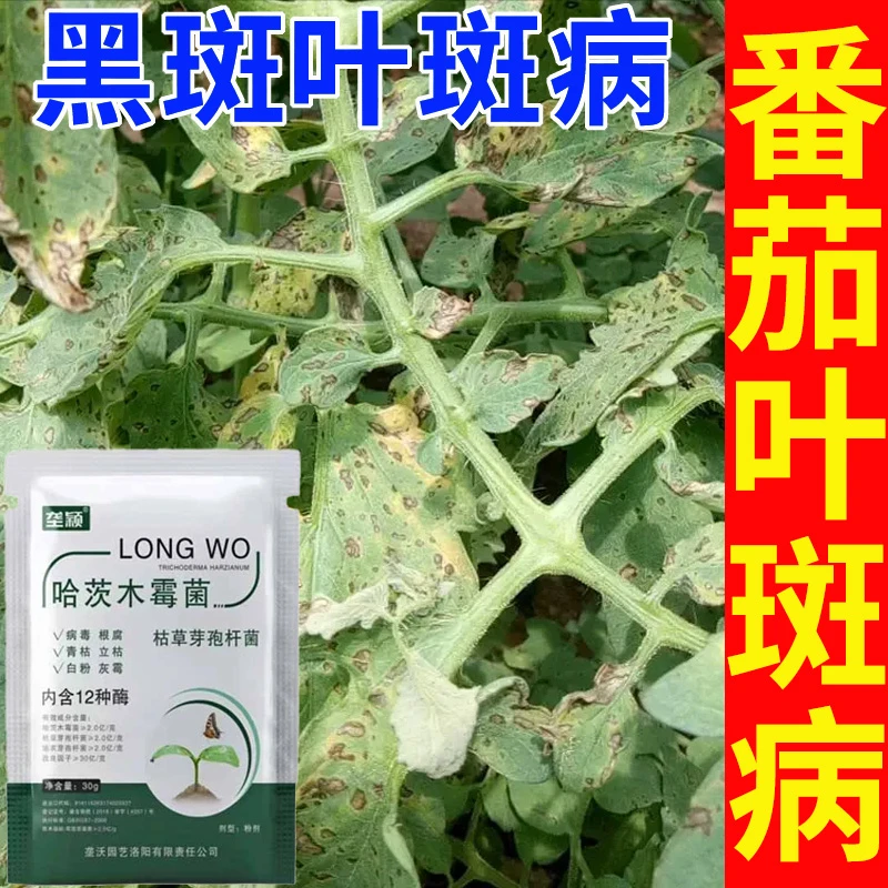 西红柿叶斑病微生物菌剂番茄黑斑病病毒病早疫病晚疫病病害用肥料