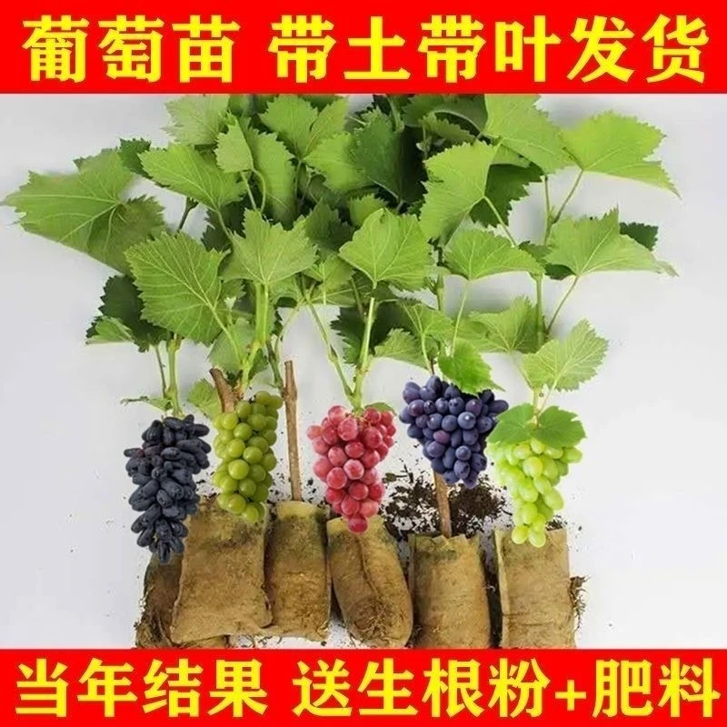 带盆带土阳光玫瑰葡萄树苗蓝宝石巨峰南北方种植盆栽抗寒庭院果苗