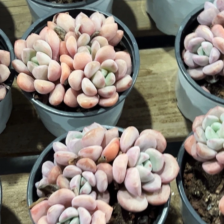 团050    三头  白露