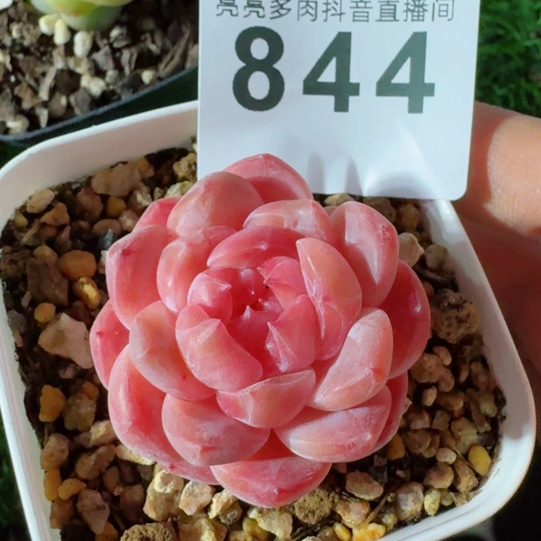 冰魄         精品多肉