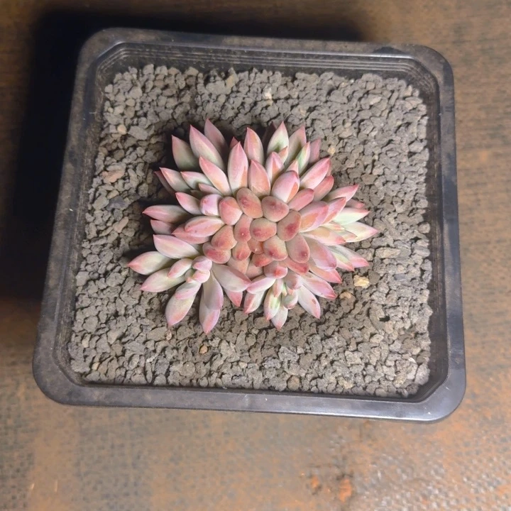 ?****?仙女不讲理发货11111111111