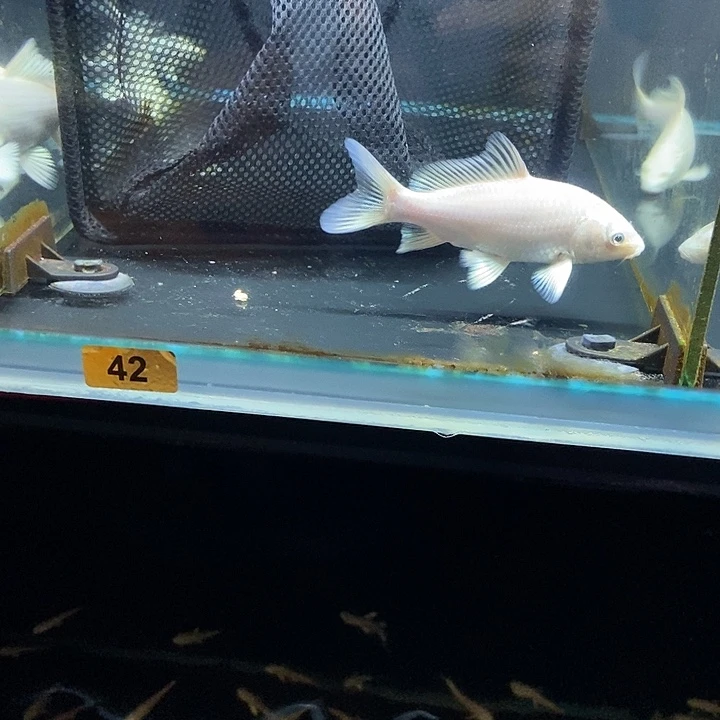 蝴蝶鲤爱***者42号蝴蝶鲤