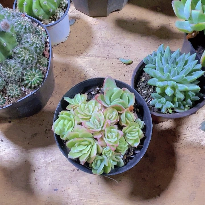 星***星00000000000000102