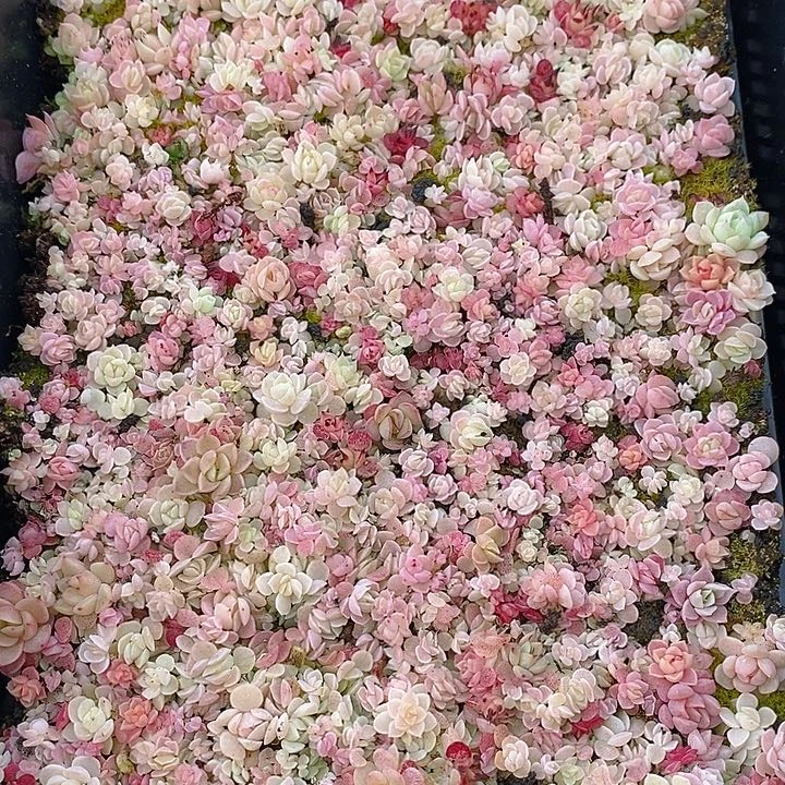 129 多肉植物盆栽花卉植物