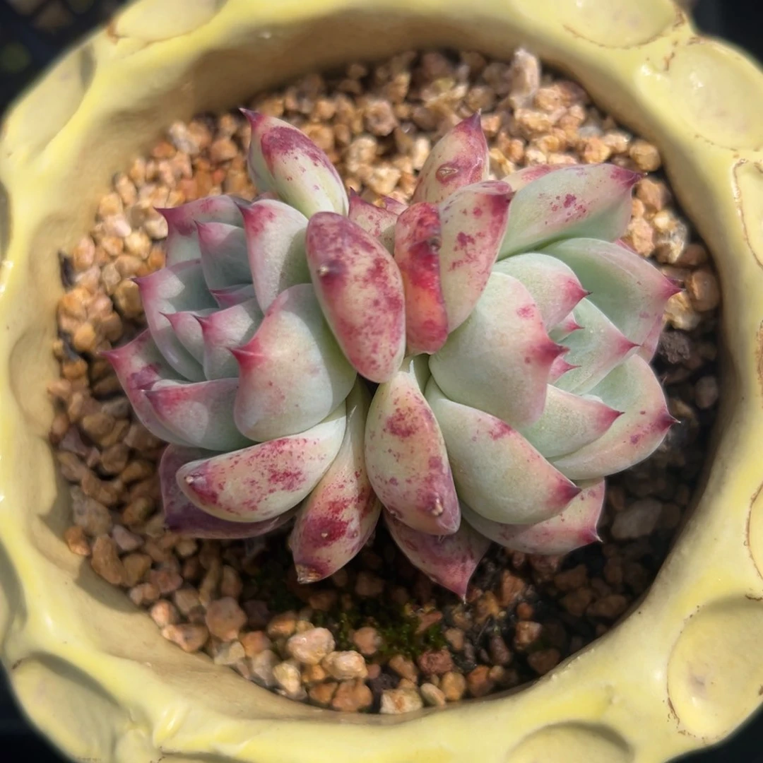 白拉糖精控多肉一物一拍