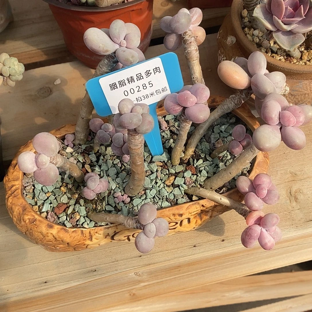285头烧烤咯哦托哦哦咯魔芋小雨了