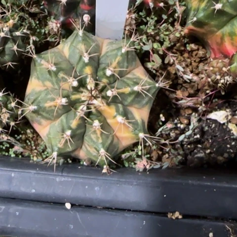 130-0112泰国发货多肉