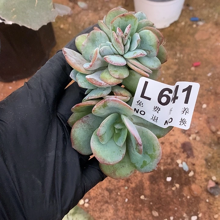 桑***榆白凤缀化 多肉植物9.27号左右发