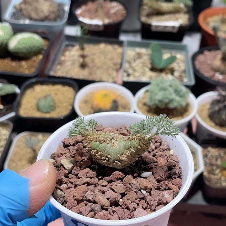 099白皮月界块根，