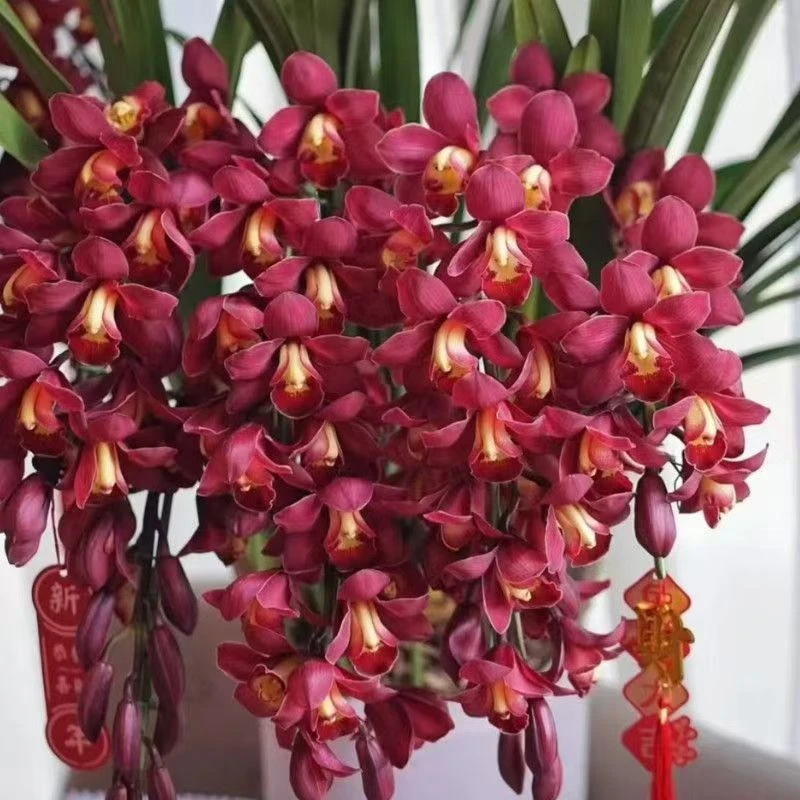大红袍大花蕙兰红宝石室内绿植兰花盆栽年宵花喜庆云南昆明东方