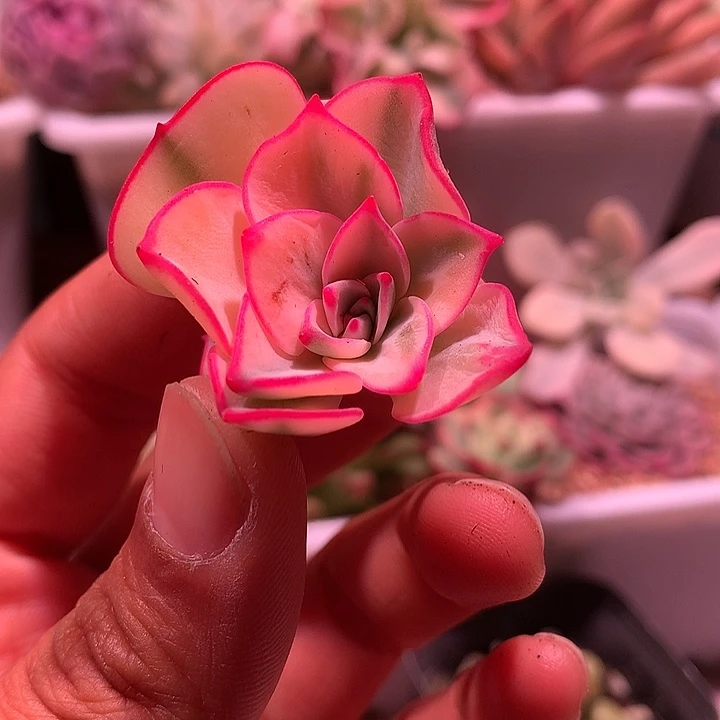 剑斯诺娃锦锦锦锦锦