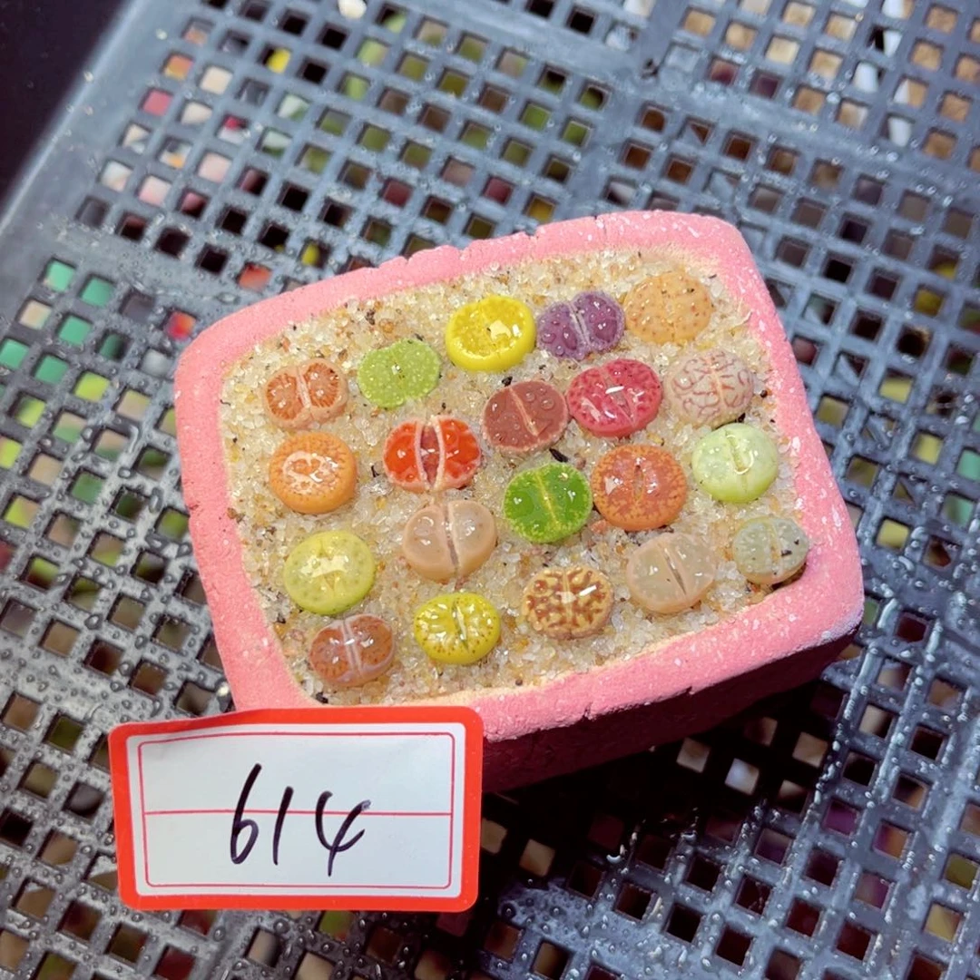 614生石花带盆发