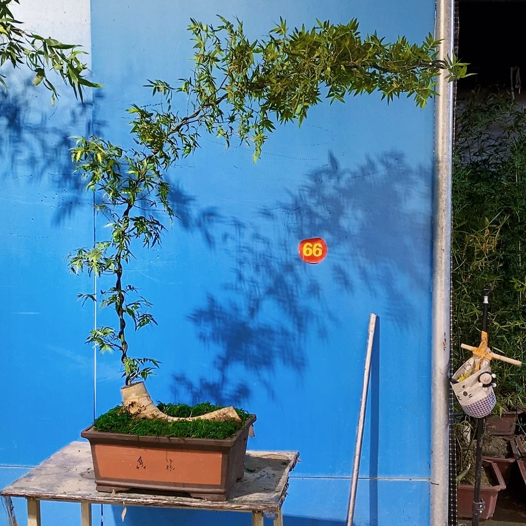 E****g小叶簕竹一物一拍