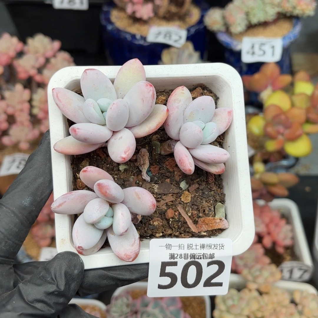 雪美人无盆土发货