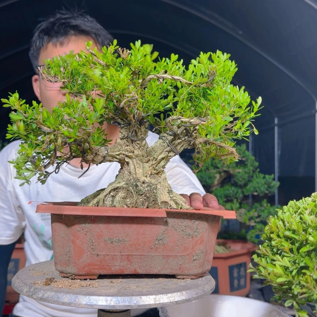 无花朵黄杨盆景小叶