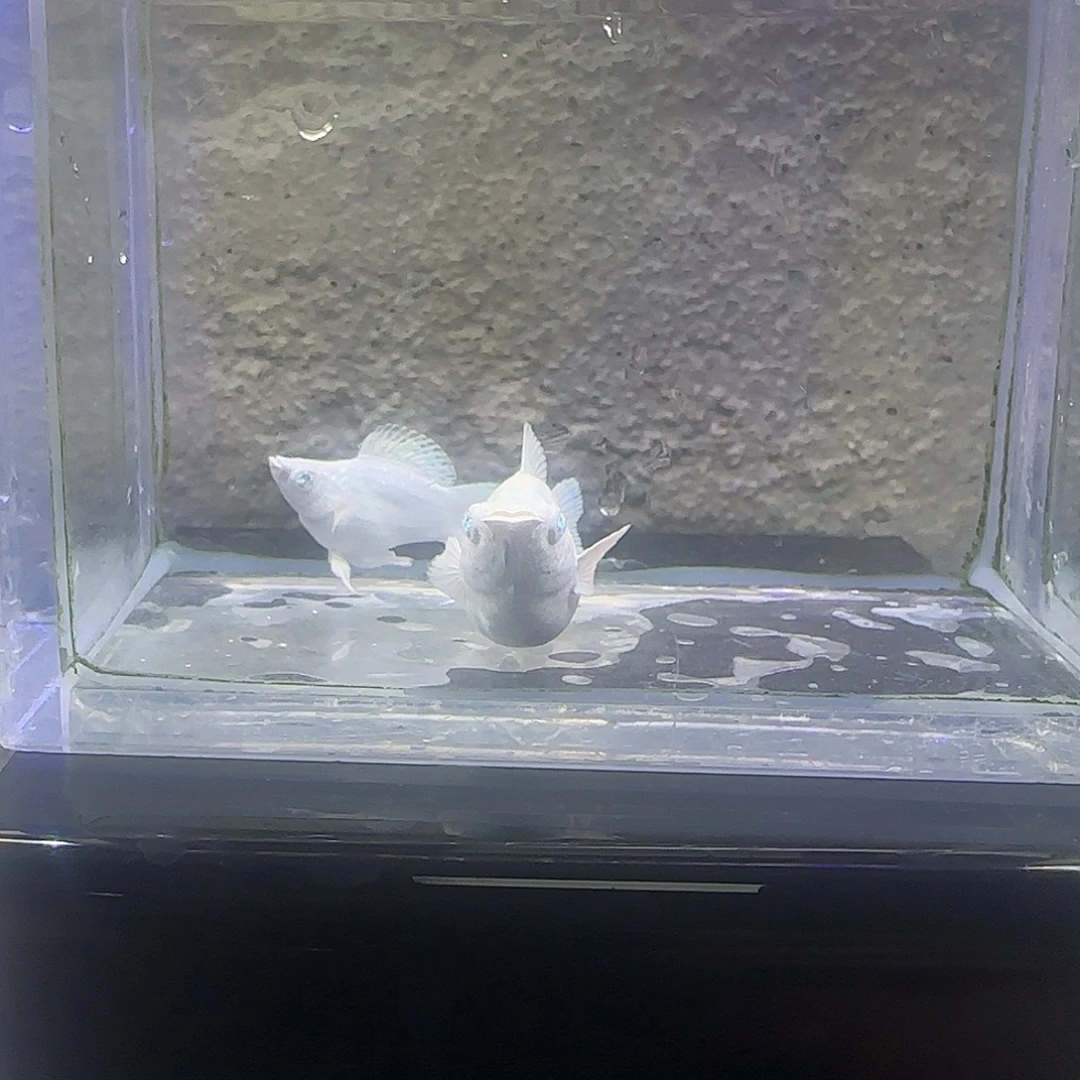 孔雀鱼瓷白圆尾。84号